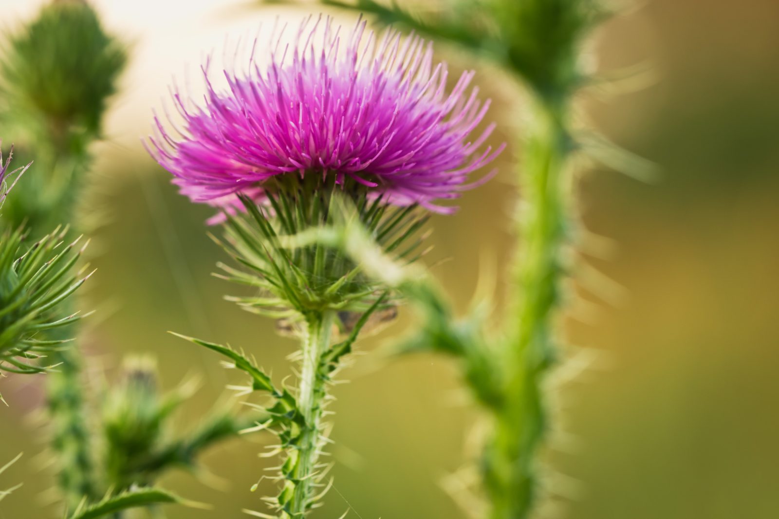 Prehransko dopolnilo pegasti badelj, se je zelo izkazal pri razstrupljanju jeter